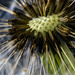 Macro - What's inside the dandelion?