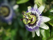 7th Jul 2025 - passion flower with bokeh