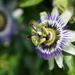 passion flower with bokeh