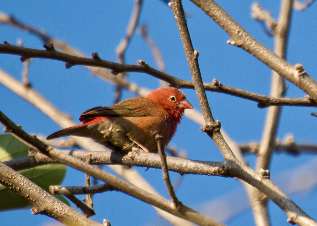 Red Billed Firefinch P7058700 by merrelyn
