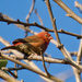 Red Billed Firefinch P7058700
