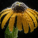 Black Eyed Susan by kvphoto