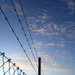 Barbed Wire and Mackerel