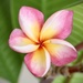 Templetree in bloom