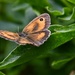 Hedge Brown butterfly 