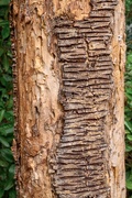 7th Jul 2025 - Bark
