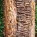 Bark by cocokinetic