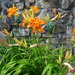 Day Lilies....... by cutekitty