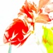 Geranium