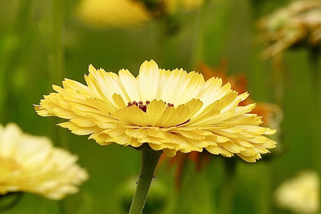 Marigold by carole_sandford