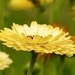 Marigold