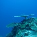 went scuba diving today for the first time in a few years, in spite of heavy rain, the dive was magnificent  by lbmcshutter