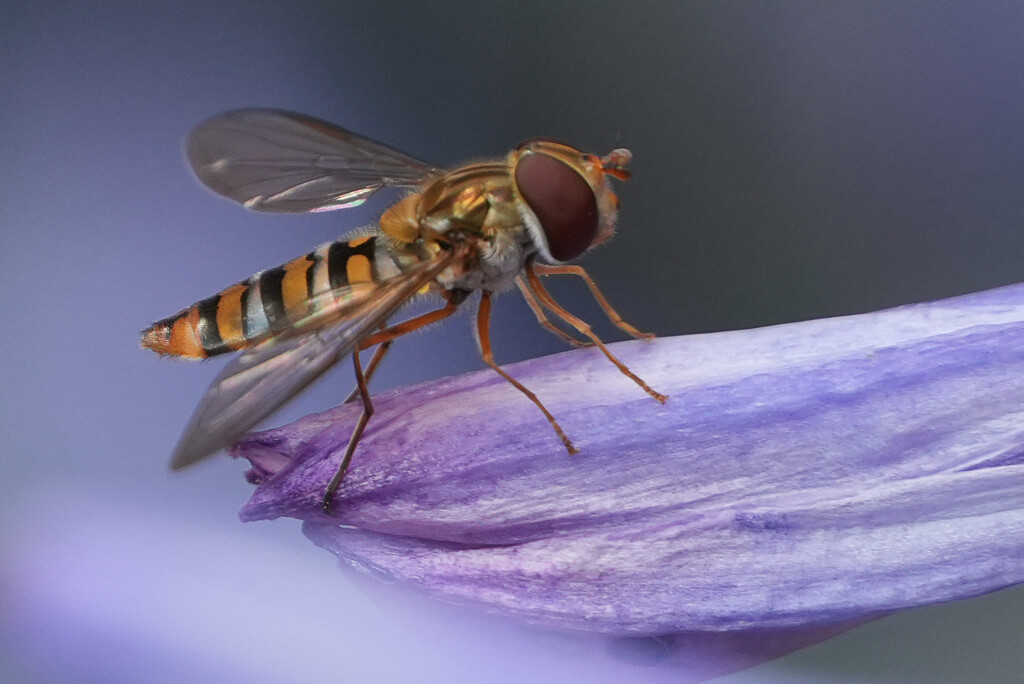 Hmmm. Who Needs a Macro Lens? by 30pics4jackiesdiamond