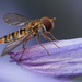 Hmmm. Who Needs a Macro Lens?