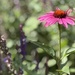 Cone Flower