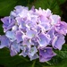 Hydrangea by beryl