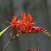 Crocosmia - Lucifer by susiemc