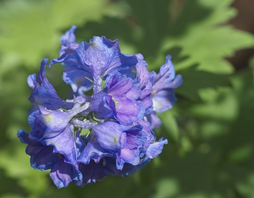 Delphinium Blue by gardencat