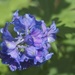 Delphinium Blue