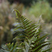 Fern