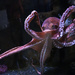 Octopus by jgpittenger