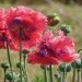 Poppies by craftymeg