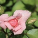 Pink Rose by jeremyccc