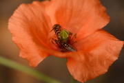 6th Jul 2025 - wild poppy, 2 hover flies~~~~~~