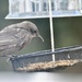 Another little starling 