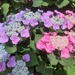 Lacecap hydrangea by busylady