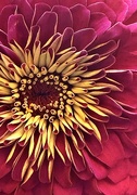 5th Jul 2025 - Zinnia