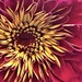 Zinnia