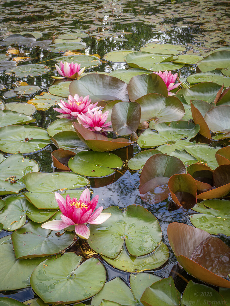 More water lilies... by helstor365