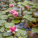 More water lilies...