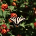 Busy Swallowtail by joysfocus