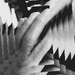 Fingers Lost to Illusion