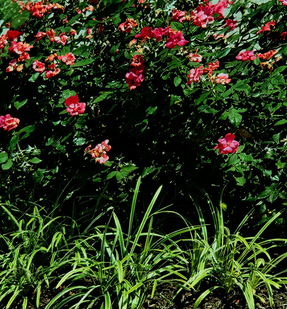 Profusion by alyclark