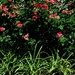 Profusion
