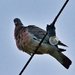 Balancing act