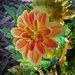 Small Dahlia