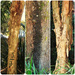 Three Tree Trunks ~
