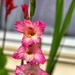 Gladiolus  by marylandgirl58