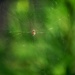 Arachnid at work