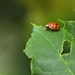 Ladybug 