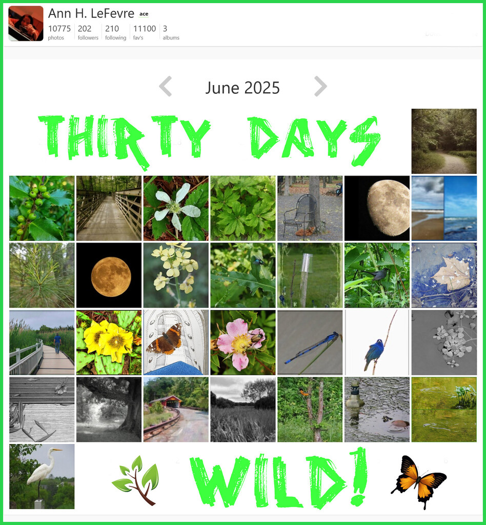 30 Days Wild Calendar by olivetreeann