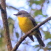 Happy Yellow by gilbertwood