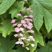 Clever hydrangea …Changing colour… 