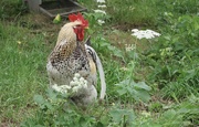 8th Jul 2025 - A handsome lad