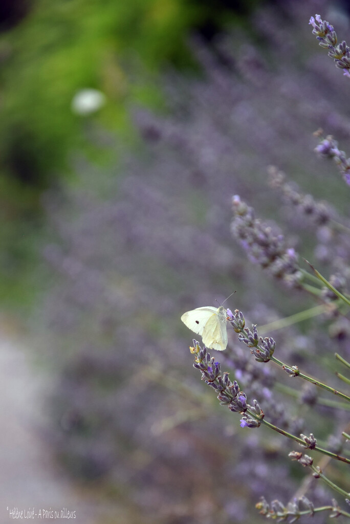 butterfly by parisouailleurs
