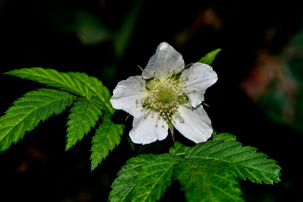 Macro - White flower by jeneurell